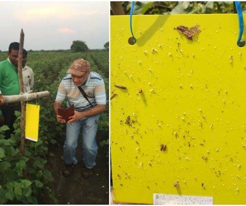 Field worker checking on a farm's pest problem in India