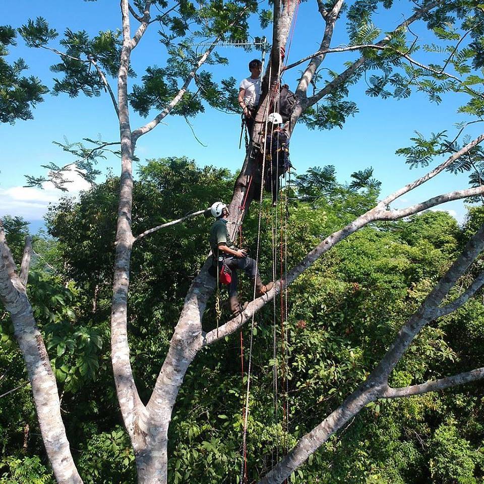 Topher White from Rainforest Connection installing a sound sensor in the forest