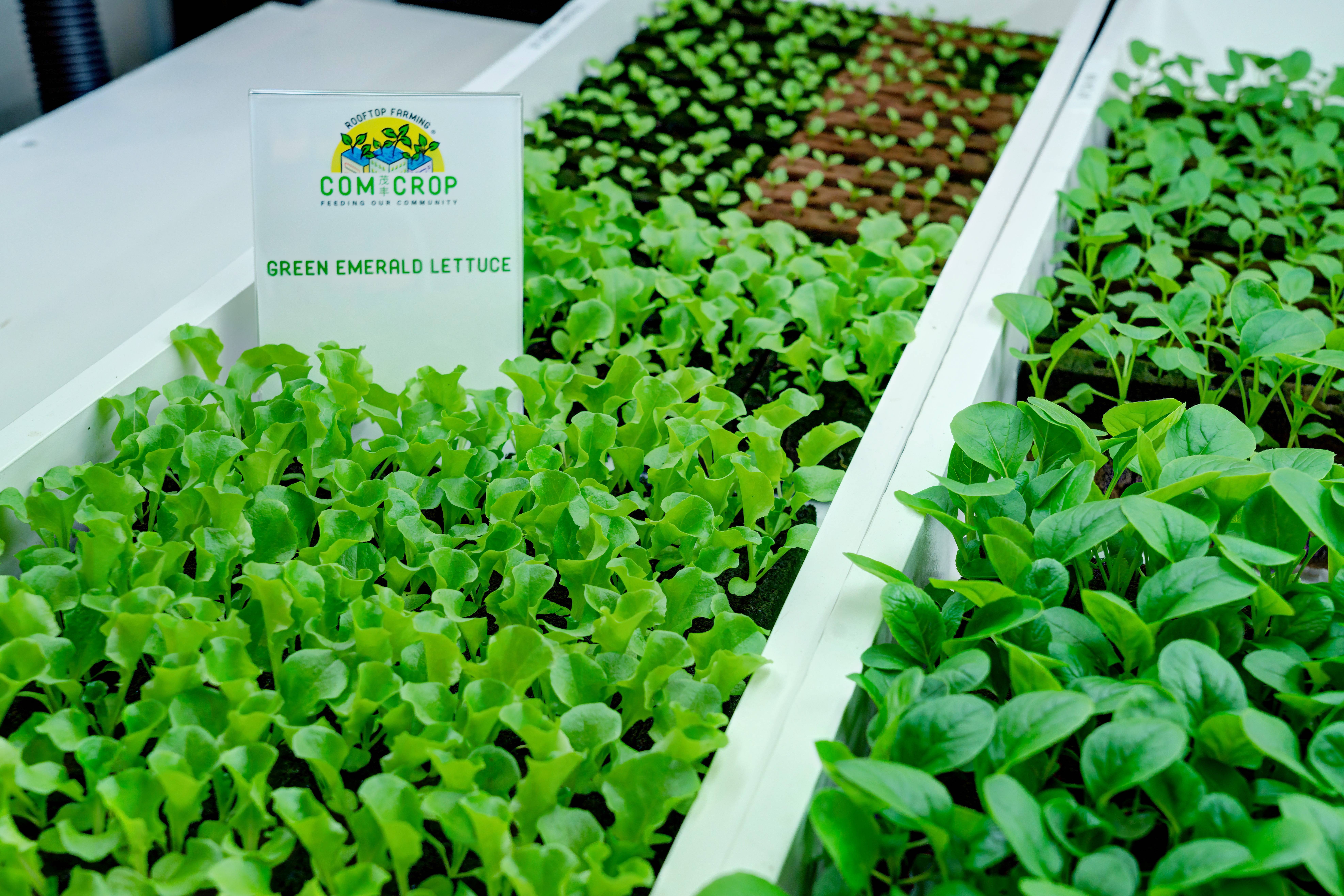 indoor farm ntuc fairprce