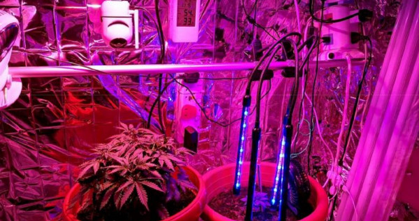 cannabis-.jpg