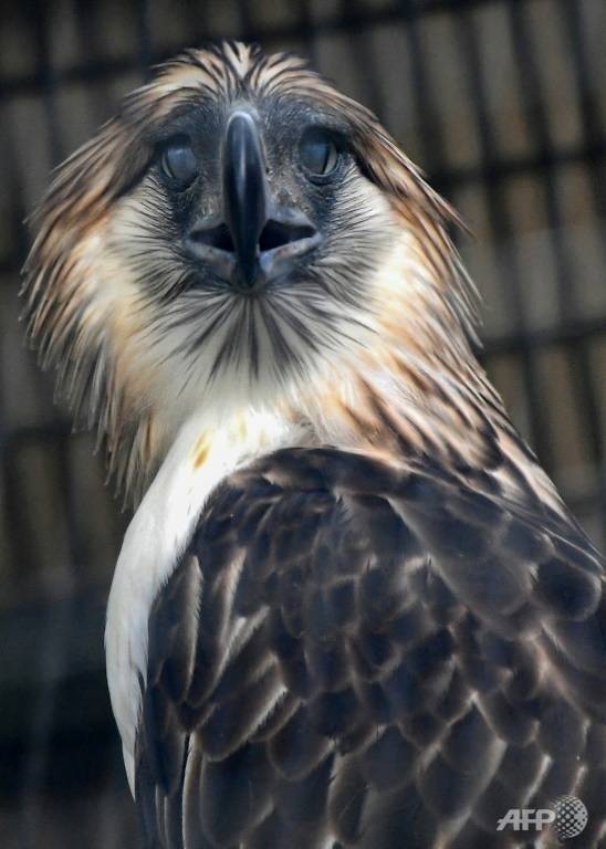 A Philippine Eagle wingspan can reach up to 2 metres (7 feet)