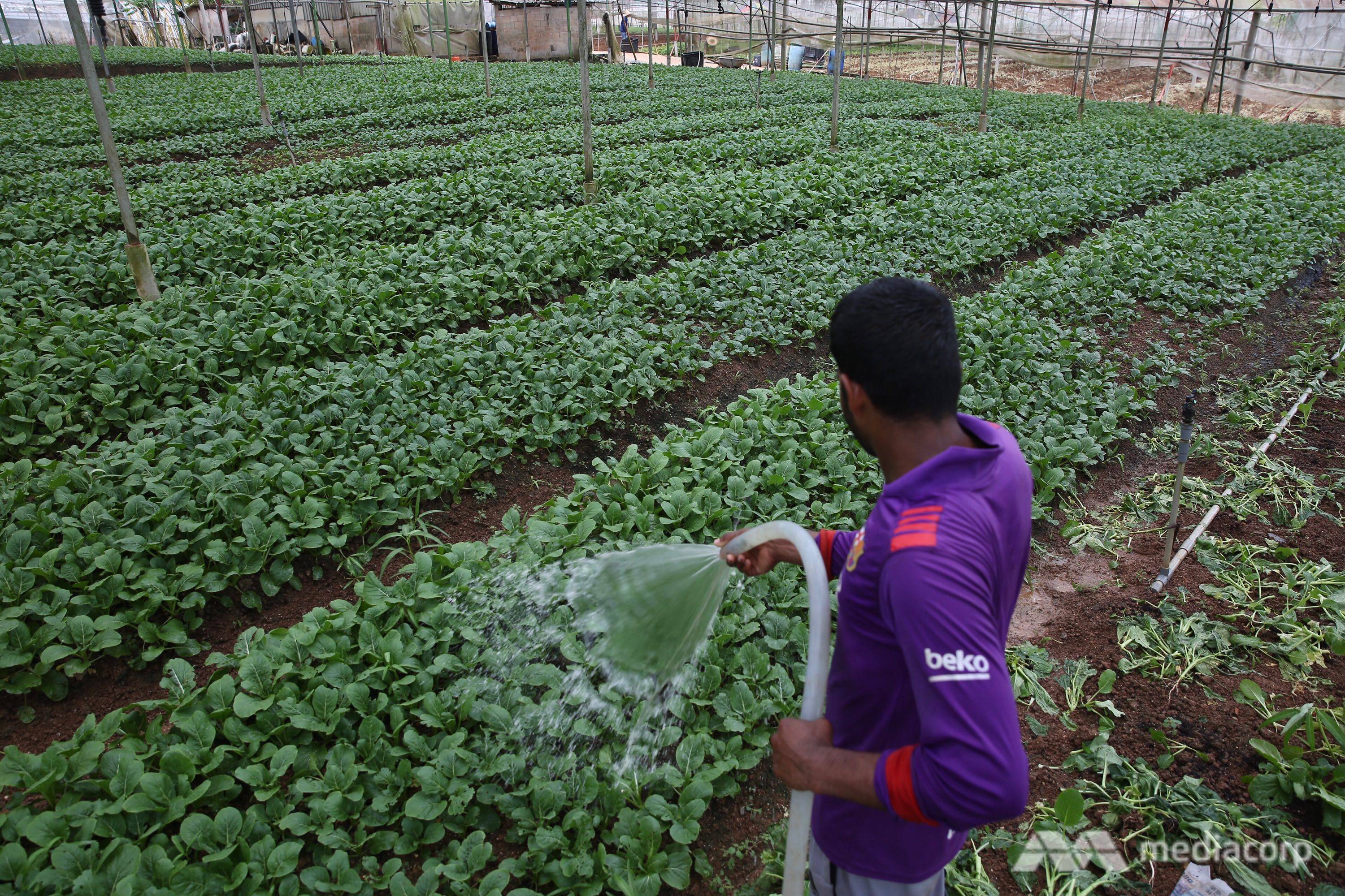 The Big Read: Singapore has been buttressing its food security for decades