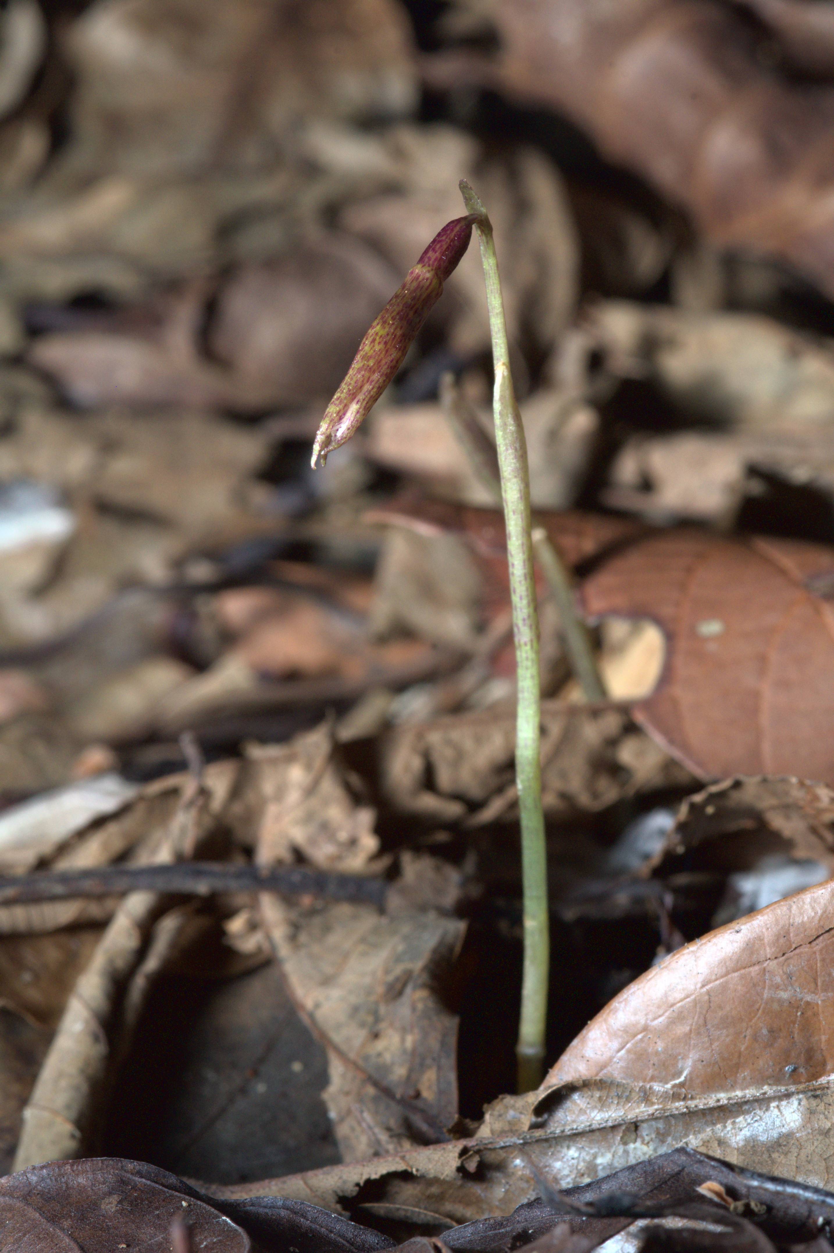 Researchers discover a new species of orchid native to Singapore