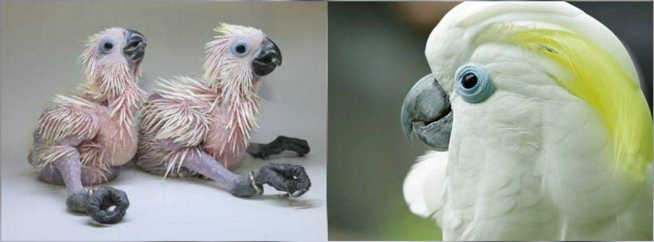 Jurong Bird Park's conservation breeding efforts soar with more than 100 new hatchlings