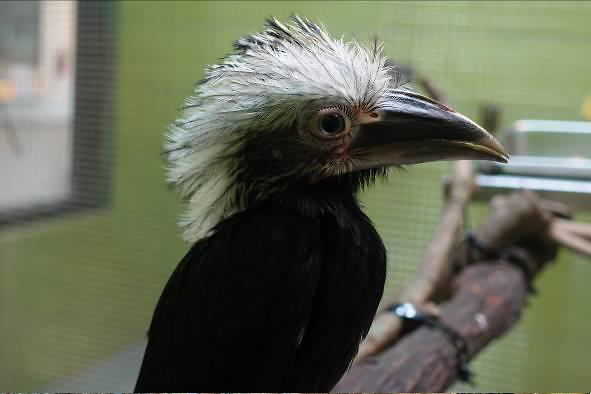 Hornbill